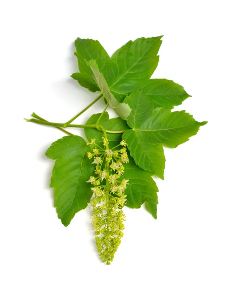 Acer Pseudoplatanus Known Sycamore British Isles Sycamore Maple Flowering Branch — Stok fotoğraf