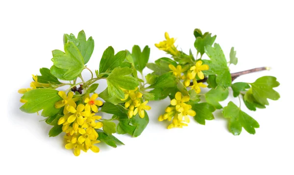 Ribes Aureum Bilinen Adıyla Altın Frenk Üzümü Karanfil Üzümü Pruterberry — Stok fotoğraf