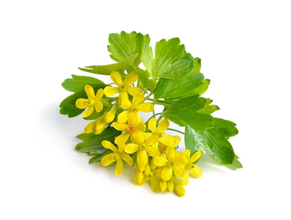 Ribes Aureum Known Common Names Golden Currant Clove Currant Pruterberry —  Fotos de Stock