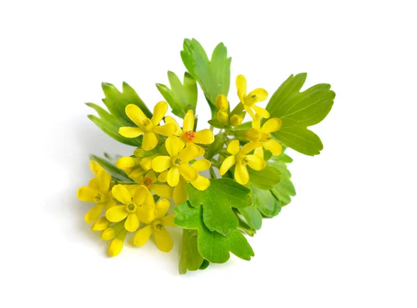 Ribes Aureum Known Common Names Golden Currant Clove Currant Pruterberry — Zdjęcie stockowe