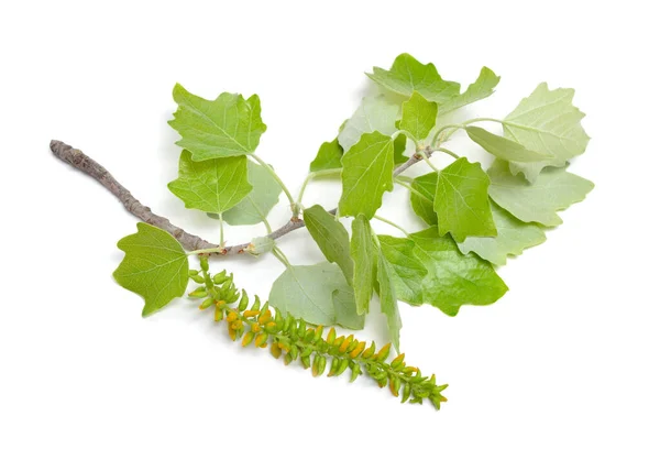 Populus Alba Commonly Called Silver Poplar Silverleaf Poplar White Poplar — 스톡 사진