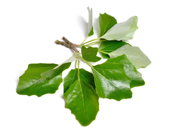 Populus Alba Commonly Called Silver Poplar Silverleaf Poplar White Poplar —  Fotos de Stock
