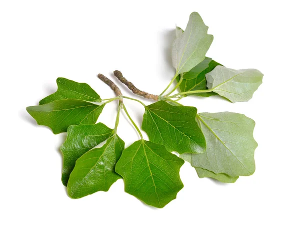 Populus Alba Commonly Called Silver Poplar Silverleaf Poplar White Poplar — Stockfoto