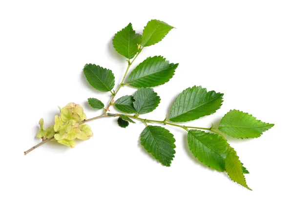 Wych Elm Ulmus Glabra Leaves Seeds Isolated — Foto de Stock