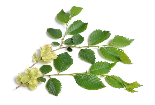 Wych Elm Ulmus Glabra Leaves Seeds Isolated — 图库照片