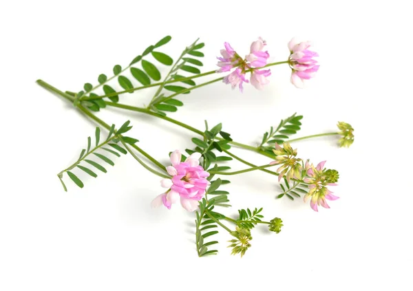 Securigera Varia Coronilla Varia Commonly Known Crownvetch Purple Crown Vetch — Foto de Stock