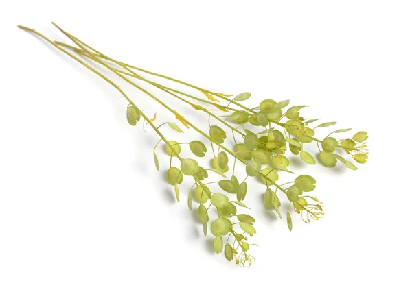 Thlaspi Arvense Known Common Name Field Pennycress Isolated White — Stockfoto