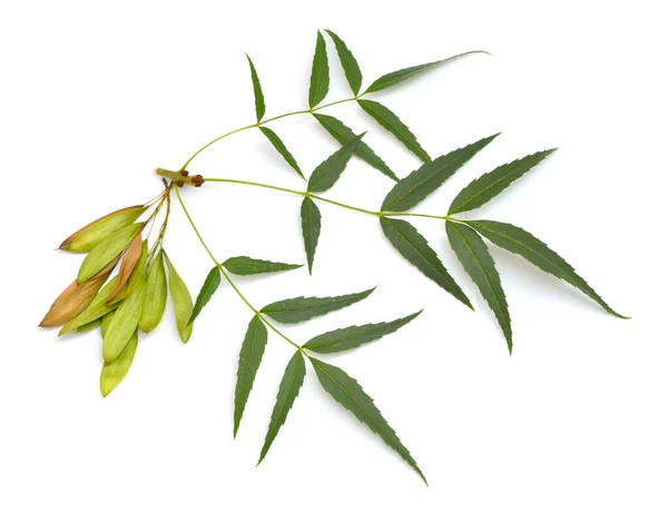 Fraxinus Angustifolia Frêne Feuilles Étroites Isolé Sur Blanc — Photo