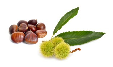 Anadolu kestanesi ya da tatlı kestane meyve. Beyaz arka plan üzerinde izole