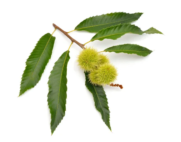 Castanea Sativa Zoete Kastanje Vruchten Geïsoleerd Witte Achtergrond — Stockfoto