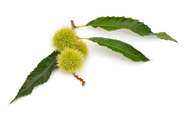 Castanea Sativa Fruta Castaño Dulce Aislado Sobre Fondo Blanco —  Fotos de Stock