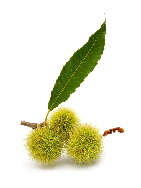 Castanea Sativa Fruta Castaño Dulce Aislado Sobre Fondo Blanco —  Fotos de Stock