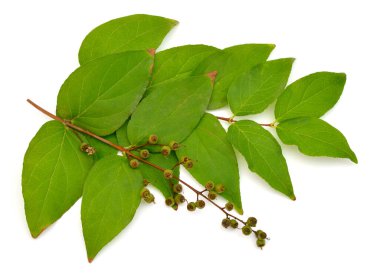 Beyaz arka planda izole edilmiş meyveli Deutzia dalı.