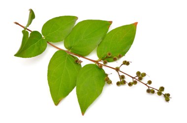 Beyaz arka planda izole edilmiş meyveli Deutzia dalı.