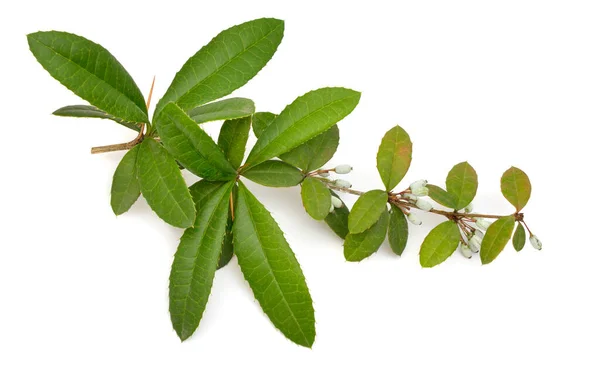 Berberis Julianae Barberry Invernal Barberry Chinês Isolado Sobre Fundo Branco — Fotografia de Stock