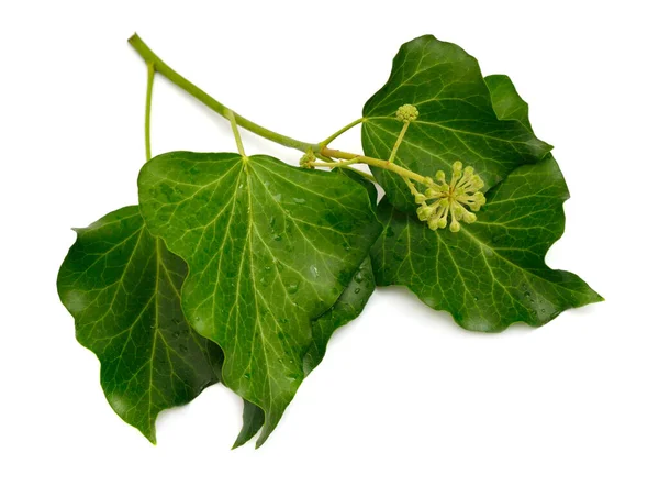 Hedera Helix Hera Inglesa Hera Europeia Apenas Hera Isolado Sobre — Fotografia de Stock