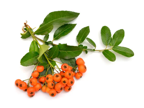 Pyracantha Nome Comune Firethorn Pyracantha Isolato Sfondo Bianco — Foto Stock