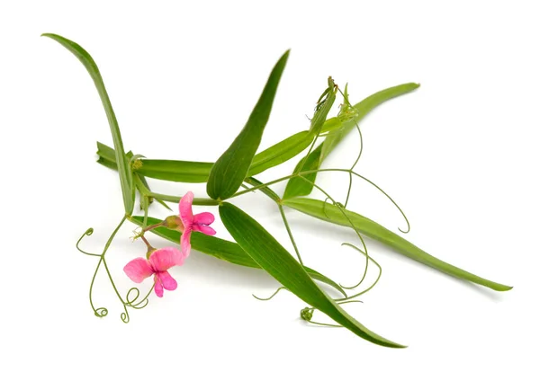 百里香 Lathyrus Sylvestris 扁豆或细叶长豆 因白人背景而被隔离 — 图库照片