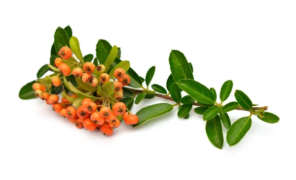 Pyracantha 俗称Firethorn或Pyracantha 因白人背景而被隔离 — 图库照片