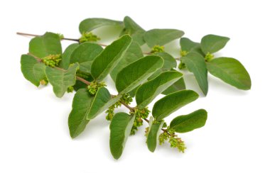 Symphoricarpos, yaygın olarak kar çileği, balmumu ya da hayalet çileği olarak bilinir. Beyaz arkaplanda izole