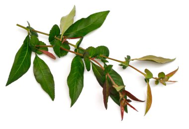 Chaenomeles speciosa, çiçek açan ayva, Çin ayva, ya da Japon ayva. Genç filizler. Beyaz arkaplanda izole.