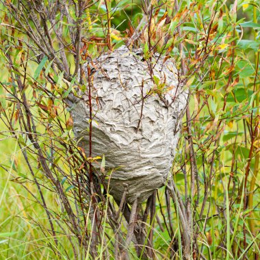 willow Bush gri eşekarısı yuvası