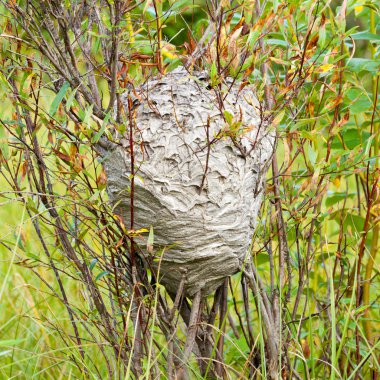 Grey wasps nest in willow bush clipart
