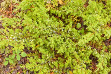 vahşi ardıç çalı juniperus communis çilek ile
