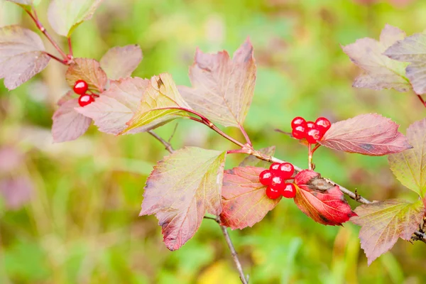 Ripe Highbush Cranberriies Viburnum edule on shrub — Stock Photo, Image