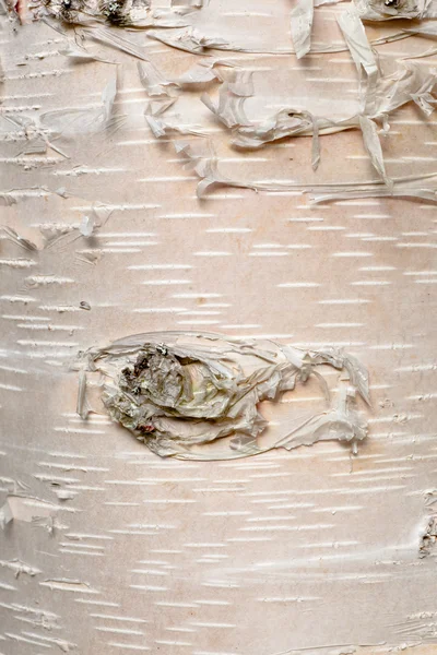 Betulla di carta Betula neoalaskana corteccia sfondo — Foto Stock