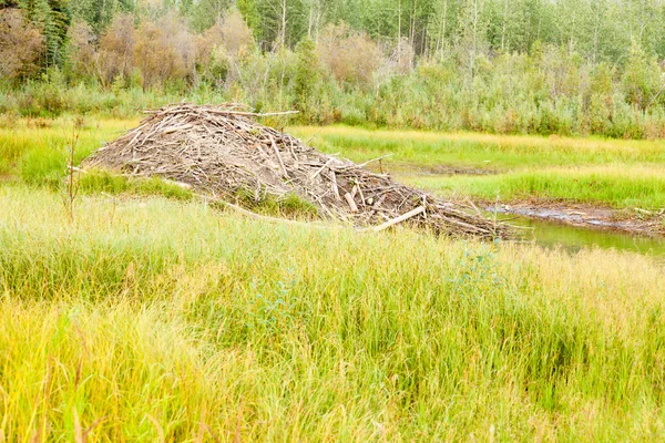 Castor canadensis lodge Castor en los humedales de taiga — Foto de Stock