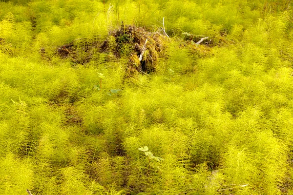 Horsetail forest floor background texture pattern — Stock Photo, Image