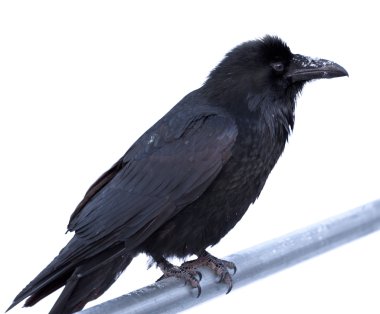 Common Raven Corvus corax perched on metal bar clipart