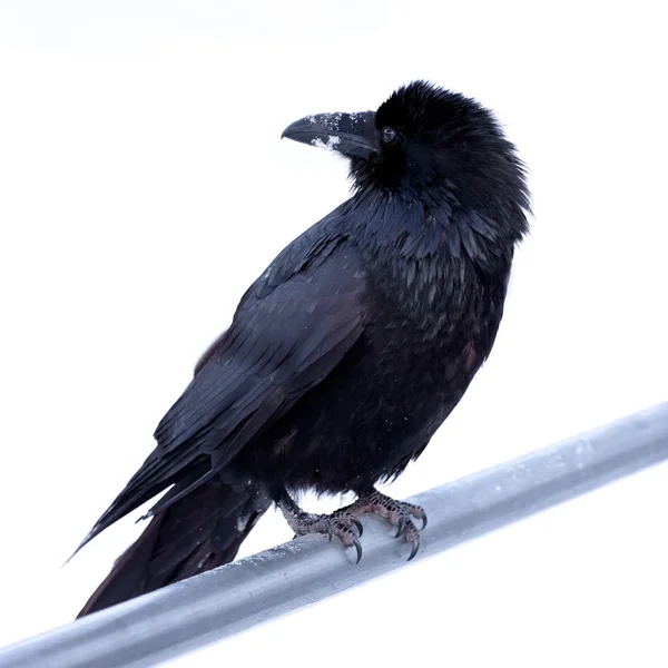 Wspólne Kruk corvus corax wznosi się na metalowe bar — Zdjęcie stockowe