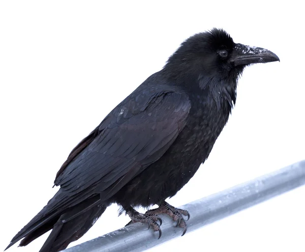 คอมมอนเรเวน Corvus corax ตั้งอยู่บนแถบโลหะ — ภาพถ่ายสต็อก