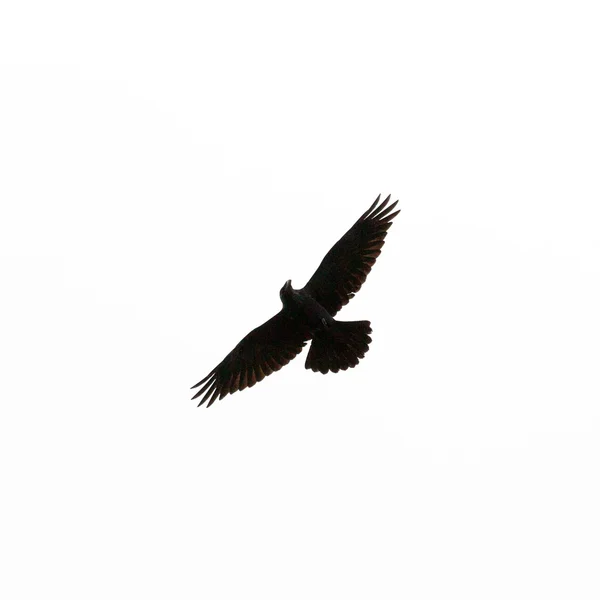 Wspólne Kruk corvus corax latający na białym tle — Zdjęcie stockowe