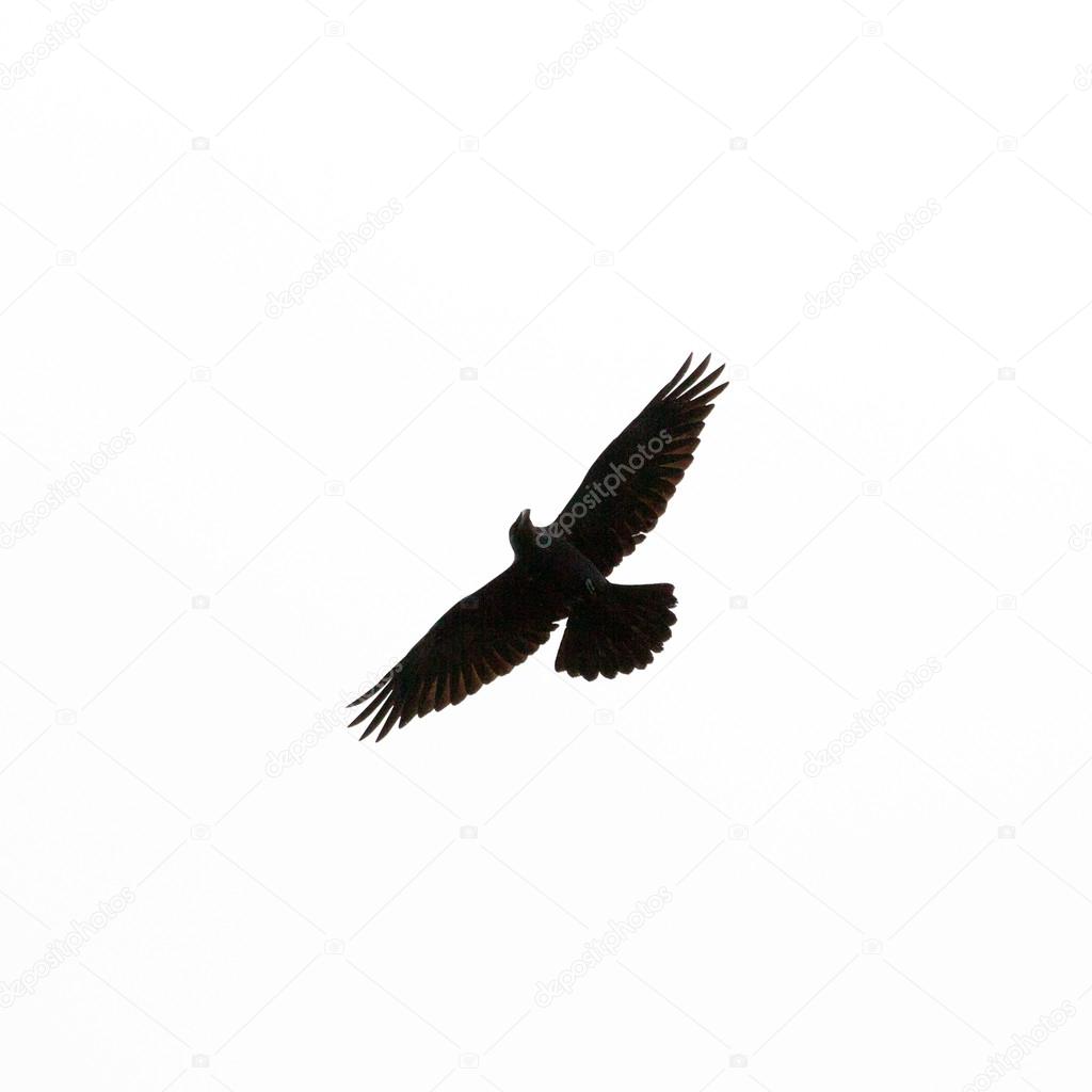 Common Raven Corvus corax flying isolated on white