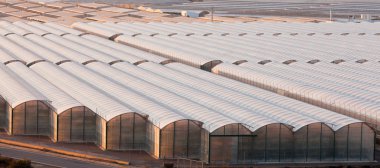 sezon veggies büyümeye endüstriyel sera