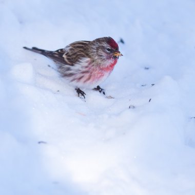 Common redpoll Carduelis flammea in winter snow clipart