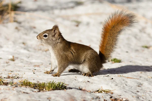 Alert cute American Red Squirrel in winter snow — Stock Photo, Image