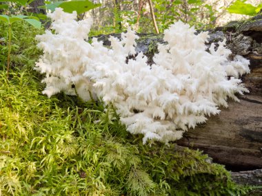 Delicious edible white mushroom Coral Hericium clipart