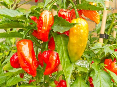 Specialty peppers Ghost Chili ripe to harvest clipart