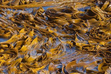 yüzey arka plan dokusu üzerinde boğa kelp bıçaklar