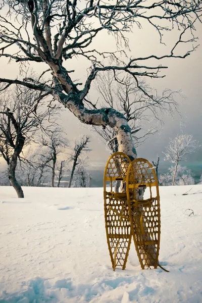 Raquetas de nieve apoyadas contra el árbol de abedul snowscape —  Fotos de Stock