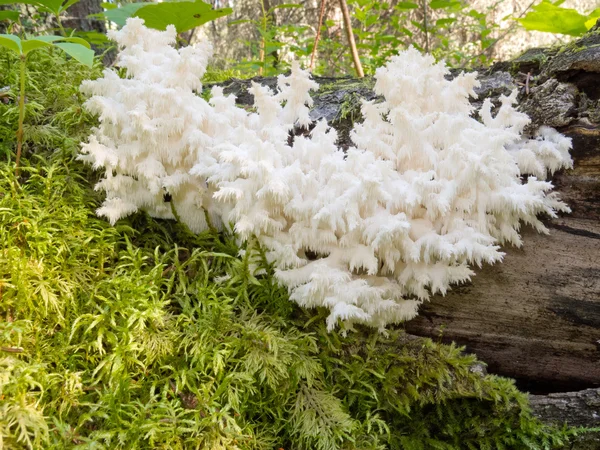 Delicioso hongo blanco comestible Coral Hericium — Foto de Stock