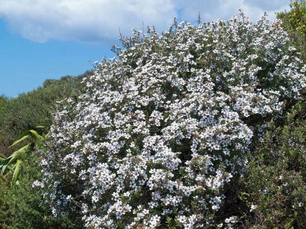 çiçek açan manuka leptospermum scoparium nz çay ağacı