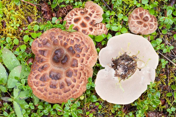 Shingled Hedgehog Mushroom growing on forest floor — Stock Photo, Image