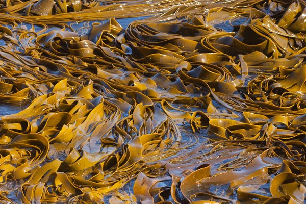 Lâminas Bule Kelp na textura de fundo da superfície — Fotografia de Stock
