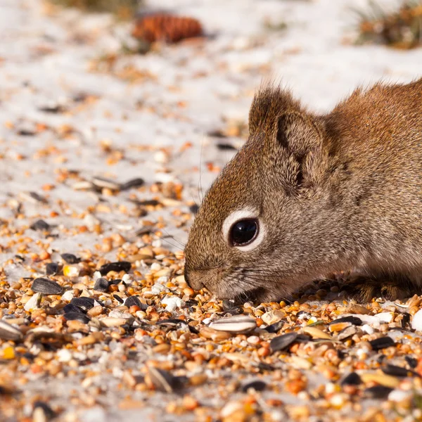 Eichhörnchen tamiasciurus hudsonicus stiehlt Vogelfutter — Stockfoto