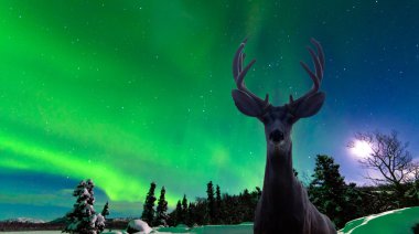 Mule deer and Aurora borealis over taiga forest clipart